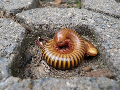  Acanthostigmus! A Fascinating Millipede Species Exhibiting Vibrant Colors and Remarkable Defenses