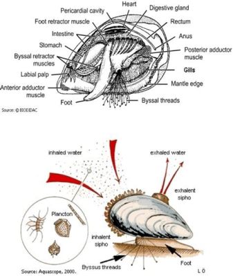  Blue Mussel: A Tiny Filter Feeder with Giant Impact on Coastal Ecosystems!