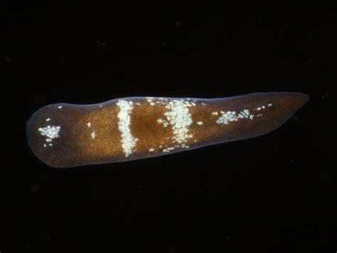  Convoluta! This Tiny Freshwater Flatworm Lives its Life Upside Down and Performs Incredible Regenerative Feats