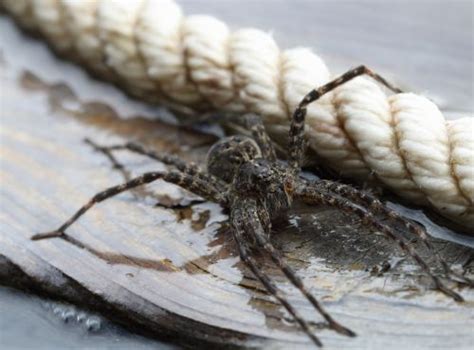  Fishing Spider! An Arachnid Master of Freshwater Ambush Tactics and Aquatic Prowess