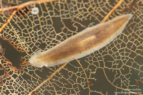  Jumping Jellyfish: This Tiny Freshwater Flatworm Is Surprisingly Complex