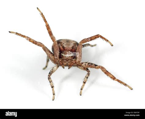  Xysticus! A Wolf Spider With Legs As Long As Its Ambition