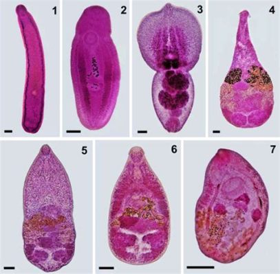 Ascocotyle! A Curious Case of Trematode Tenancy Taking Advantage of Temporal Transformation.