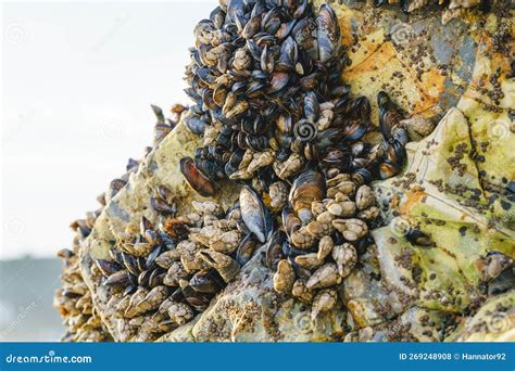 Barnacles! These Remarkably Resilient Crustaceans Filter Feed While Permanently Attached to Surfaces