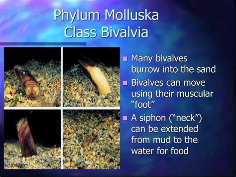  Barnea! Unveiling the Secrets of These Tiny Bivalves That Burrow Through the Sand