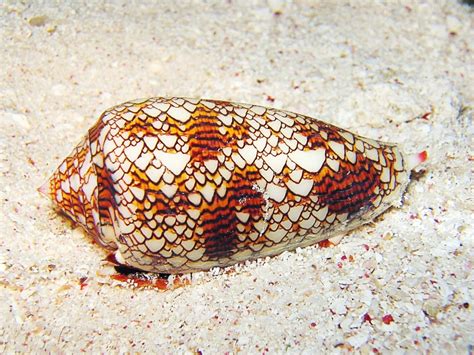  Cone Snail - A Miniature Predator with A Venomous Spear!