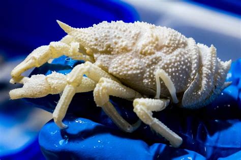  Deep-Sea Dweller: Discovering the Delectable Dishes Offered by the Squat Lobster!