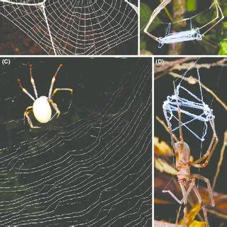  Eyed Ecribellate Spiders: Where Ancient Silk Meets Modern Web Design!