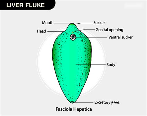 Giant Liver Fluke: A Parasite With An Unusually Complicated Life Cycle That Will Leave You Squirming!