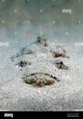  Haddock: A Master of Camouflage Lurking Amongst the Sand and Gravel!