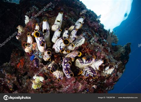 Hippospongia! A Remarkable Demosponge With Colorful Skeletons That Thrive in Shallow Reef Environments