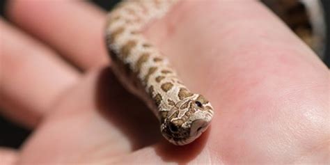  Hognose Snake:  A Master of Deception With a Dramatic Flair!