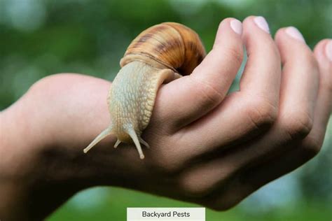 Iberus Giant Snail: This Land-Dwelling Mollusk Embraces Both a Slow Pace and a Powerful Bite!