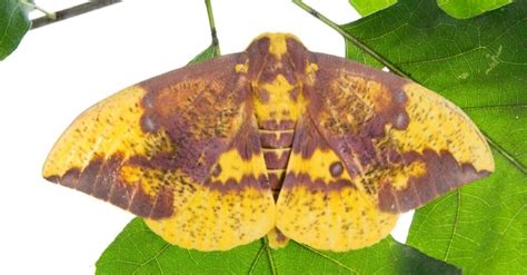  Imperial Moth! A Fuzzy Masterpiece of Camouflage and Nocturnal Navigation