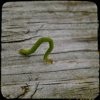  Inchworm: A Tiny Traveler Embarking on a Remarkable Journey of Transformation!