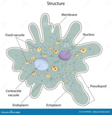 Investigating the Intriguing Isthmus Amoeba: A Single-Celled Wanderer Exploring Its Aquatic Domain!