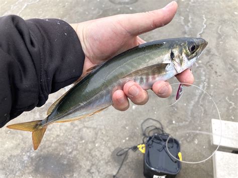  Jack Mackerel: A Deep-Sea Wanderer Known For Its Swift Swimming Abilities and Shiny Silver Scales