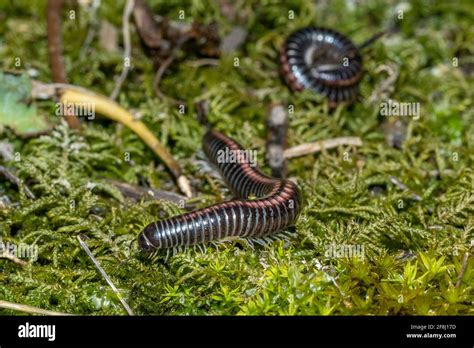  Julidae Millipedes: Where Exquisite Armored Wonders Meet the Realm of Subterranean Delights!