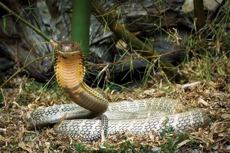  King Cobra: A Reptile Known for Its Deadly Venom and Elusive Nature!