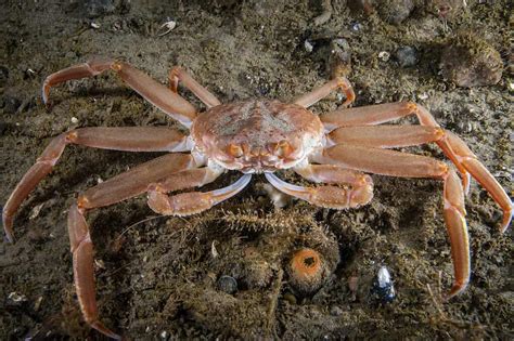 King Crab – This Ten-Legged Terror Boasts an Incredible Strength and Lives a Lifespan that Spans Several Decades!