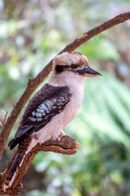 Laughing Kookaburra: A Feathered Marvel That Echoes Laughter Through Australian Forests!