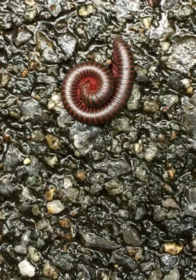  Log Millipede:  Unraveling the Mysteries of These Slow-Moving Armored Treasures 