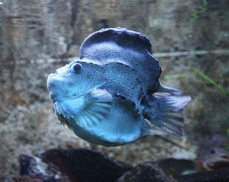  Lumpfish: A Bottom-Dwelling Master of Disguise with Unique Mating Habits!