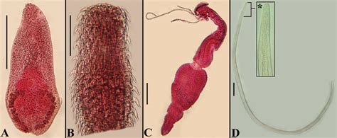 Microphallus! A Parasite That Knows How To Live Large In Tiny Hosts