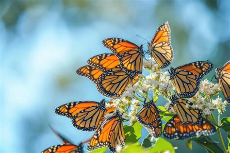  Monarch Butterfly: A Master of Metamorphosis and Migration Marvel! 