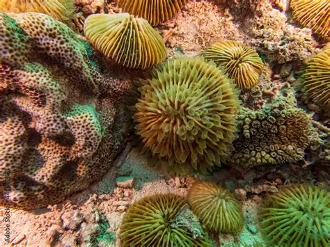 Mushroom Coral! A Masterpiece of Underwater Architecture Built from Millions of Tiny Tentacles