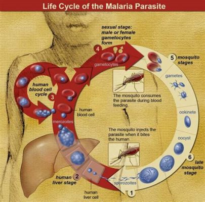  Plasmodium! Uncovering the Mysteries of This Tiny Parasite That Can Turn Your Bloodstream Into a Playground