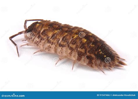 Porcellio - Can These Armored Crawlers Truly Survive Any Environmental Onslaught?