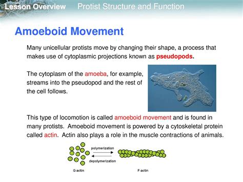  Protostelids: Microscopic Masters of Amoeboid Movement and Predatory Prowess!