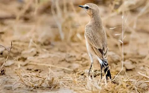  Quail: Birds with Exceptional Camouflage Abilities That Thrive in Diverse Habitats!