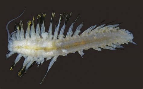  Queensborough Worm: This Deep-Sea Dweller Lives Its Life Among Spiky Coral and Tangled Seaweed!