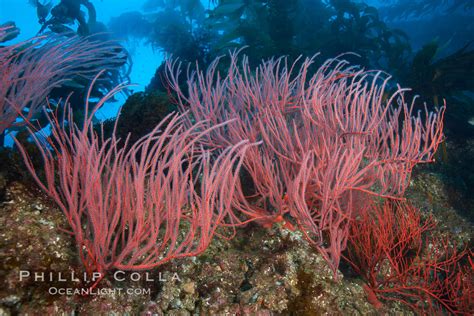  Red Gorgonian! An Underwater Masterpiece Showcasing Elegance and Resilience