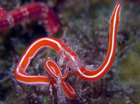 Ribbon Worm: Discover These Flatworms That Exhibit Exquisite Regeneration Abilities!