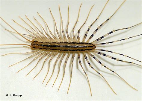  Scutigera - Unearthing the Secrets of This Fast-Moving Centipede with Razor-Sharp Legs!