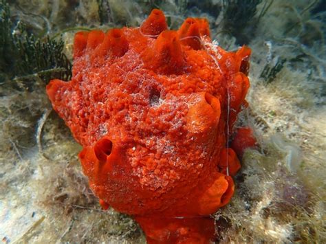  Tedania! A Sponge With Tentacle-Like Structures and a Surprising Love for Shallow Waters