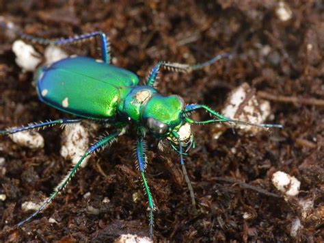 Tiger Beetle: A Tiny Predator That Combines Lightning-Fast Speeds with Stunning Metallic Colors!