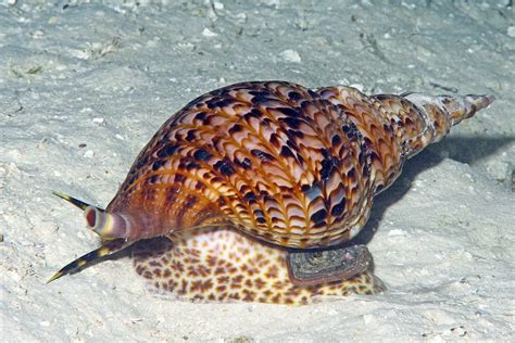  Triton Snail! A Shell-Bound Gladiator Sporting Razor-Sharp Teeth For Delicious Sea Feasts