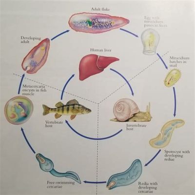  Where in the World Does the Worm-Like Wanderer Reside? Discovering the Fascinating Lifecycle of the White-Spotted Liver Fluke