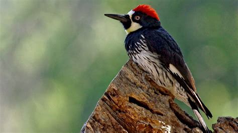  Woodpecker: A Bird That Hammers Like a Blacksmith and Builds Its Nest With Architectural Precision!