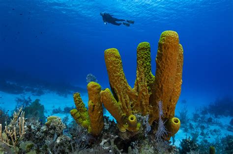  Yellow Barrel Sponge! This Remarkably Resilient Filter Feeder Is a Master of Marine Camouflage