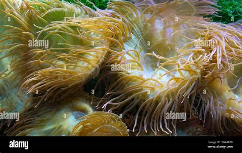 Yellow Trumpet Coral! An Intriguing Underwater Creature Living As A Sessile Colonial Organism And Thriving In Tropical Reef Environments