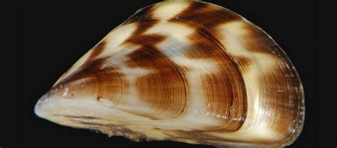 Zebra Mussel! A Tiny Bivalve That Packs a Punch When It Comes To Invasive Species Control